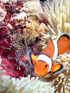 宮古島マリンショップSmileyに投稿された画像（2025/4/25）