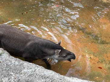 恩賜上野動物園に投稿された画像（2025/4/25）