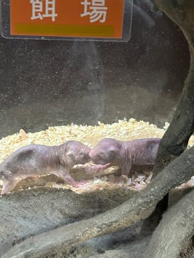 恩賜上野動物園に投稿された画像（2025/4/25）