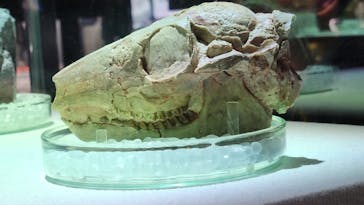 福井県立恐竜博物館に投稿された画像（2025/4/25）