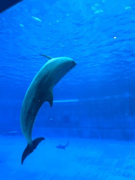 名古屋港水族館に投稿された画像（2025/4/25）