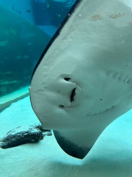 名古屋港水族館に投稿された画像（2025/4/25）
