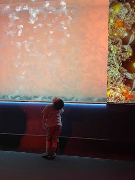 アクアワールド茨城県大洗水族館に投稿された画像（2025/4/25）