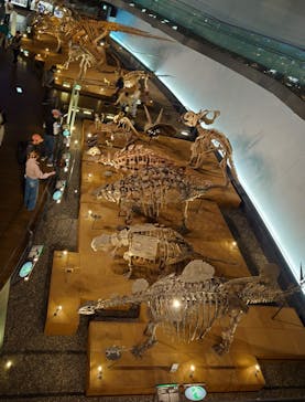 福井県立恐竜博物館に投稿された画像（2025/4/25）