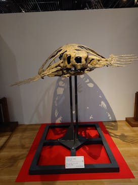 福井県立恐竜博物館に投稿された画像（2025/4/25）
