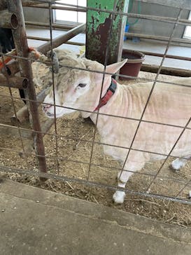 那須高原りんどう湖ファミリー牧場に投稿された画像（2025/4/26）