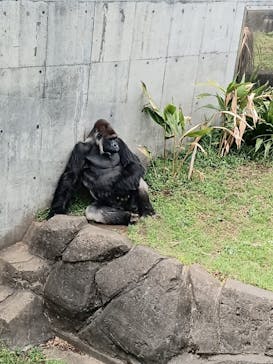 千葉市動物公園に投稿された画像（2025/4/26）