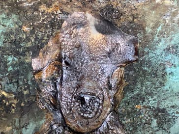 元離宮二条城に投稿された画像（2025/4/26）