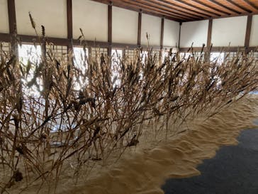 元離宮二条城に投稿された画像（2025/4/26）