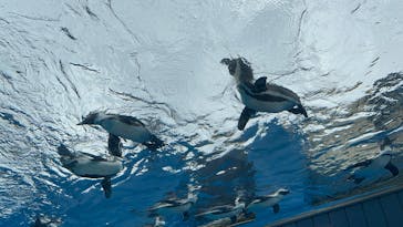 サンシャイン水族館に投稿された画像（2025/4/26）