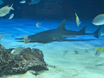 サンシャイン水族館に投稿された画像（2025/4/26）