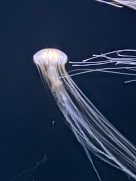 サンシャイン水族館に投稿された画像（2025/4/26）