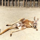 名古屋市東山動植物園に投稿された画像（2025/4/26）
