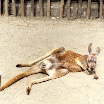 名古屋市東山動植物園に投稿された画像（2025/4/26）