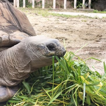 名古屋市東山動植物園に投稿された画像（2025/4/26）