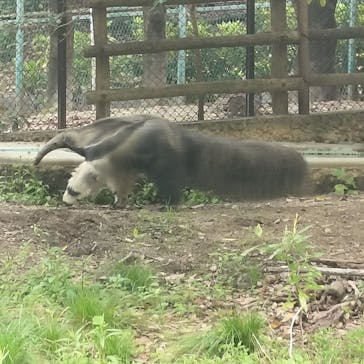 名古屋市東山動植物園に投稿された画像（2025/4/26）