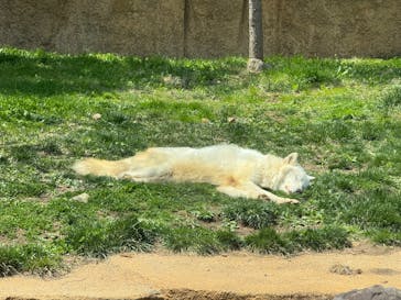 那須どうぶつ王国に投稿された画像（2025/4/26）