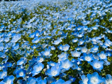 万博記念公園に投稿された画像（2025/4/26）