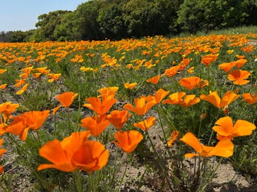 万博記念公園に投稿された画像（2025/4/26）