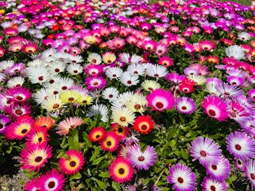 万博記念公園に投稿された画像（2025/4/26）