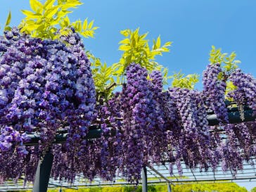 万博記念公園に投稿された画像（2025/4/26）