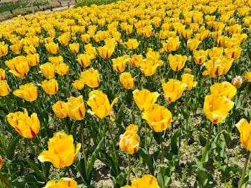 万博記念公園に投稿された画像（2025/4/26）