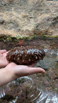のとじま水族館に投稿された画像（2025/4/26）