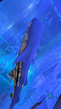 のとじま水族館に投稿された画像（2025/4/26）