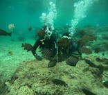 沖縄マリンサービス碧に投稿された画像（2025/4/26）