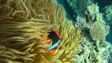  マリンショップHAPPYに投稿された画像（2025/4/26）