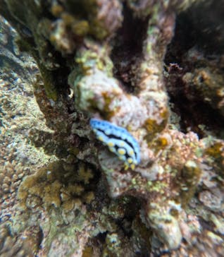  マリンショップHAPPYに投稿された画像（2025/4/26）