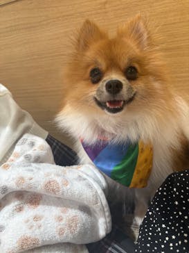 いぬカフェRio 秋葉原店に投稿された画像（2025/4/26）