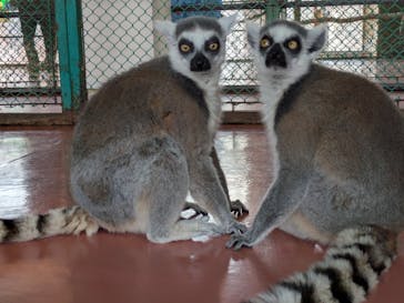 那須ワールドモンキーパークに投稿された画像（2025/4/26）