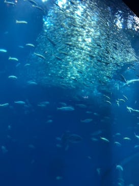 アクアワールド茨城県大洗水族館に投稿された画像（2025/4/26）