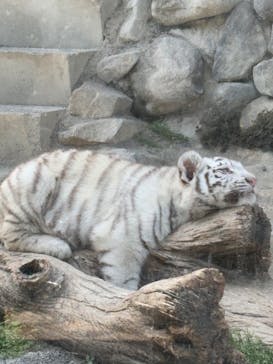 東武動物公園に投稿された画像（2025/4/26）