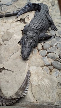 熱川バナナワニ園に投稿された画像（2025/4/26）