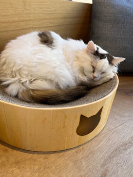 アソビュー株式会社 162724に投稿された画像（2025/4/26）