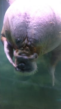 横浜・八景島シーパラダイスに投稿された画像（2025/4/26）