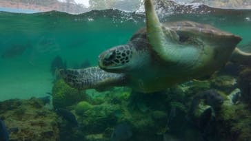 横浜・八景島シーパラダイスに投稿された画像（2025/4/26）