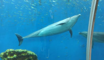 横浜・八景島シーパラダイスに投稿された画像（2025/4/26）