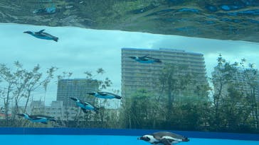 サンシャイン水族館に投稿された画像（2025/4/26）