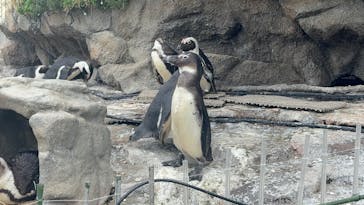 サンシャイン水族館に投稿された画像（2025/4/26）