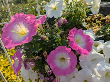 ひらかたパークに投稿された画像（2025/4/26）