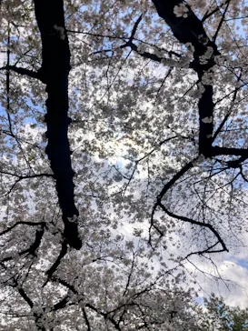 新宿御苑に投稿された画像（2025/4/26）