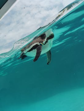 葛西臨海水族園に投稿された画像（2025/4/26）