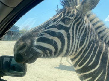 東北サファリパークに投稿された画像（2025/4/26）