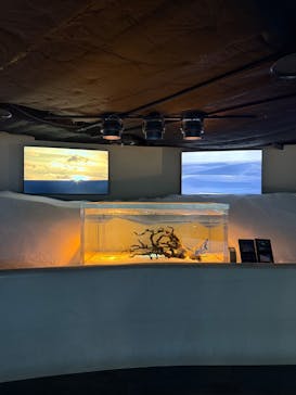 カワスイ 川崎⽔族館に投稿された画像（2025/4/26）