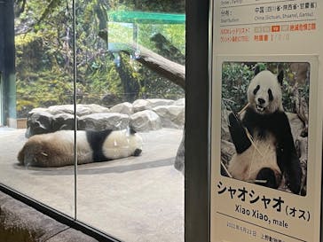 恩賜上野動物園に投稿された画像（2025/4/26）