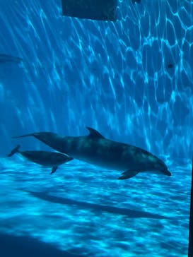 名古屋港水族館に投稿された画像（2025/4/26）