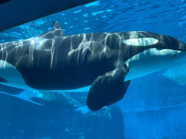 名古屋港水族館に投稿された画像（2025/4/26）